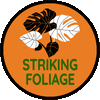 Striking Foliage