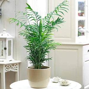 Parlour Palm