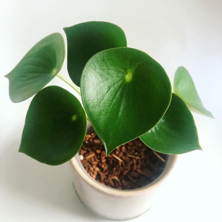 Peperomia Raindrop