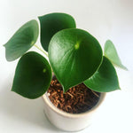 Load image into Gallery viewer, Peperomia Raindrop
