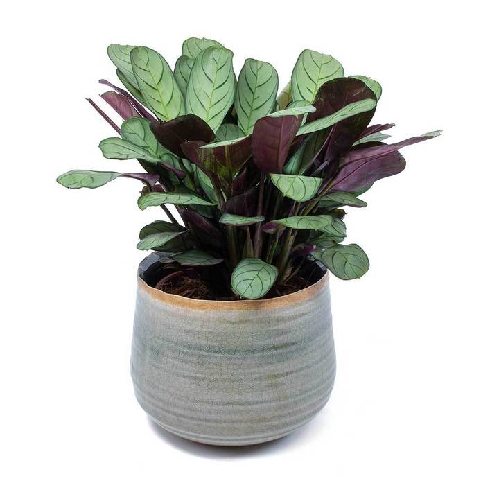 Fishbone Prayer Plant