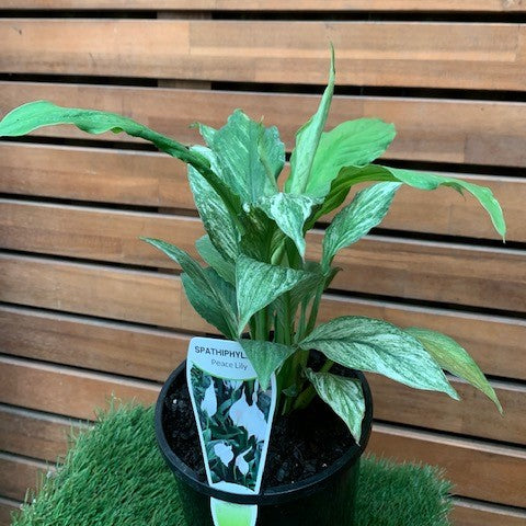 Spathiphyllum variegata Sensation Jessica