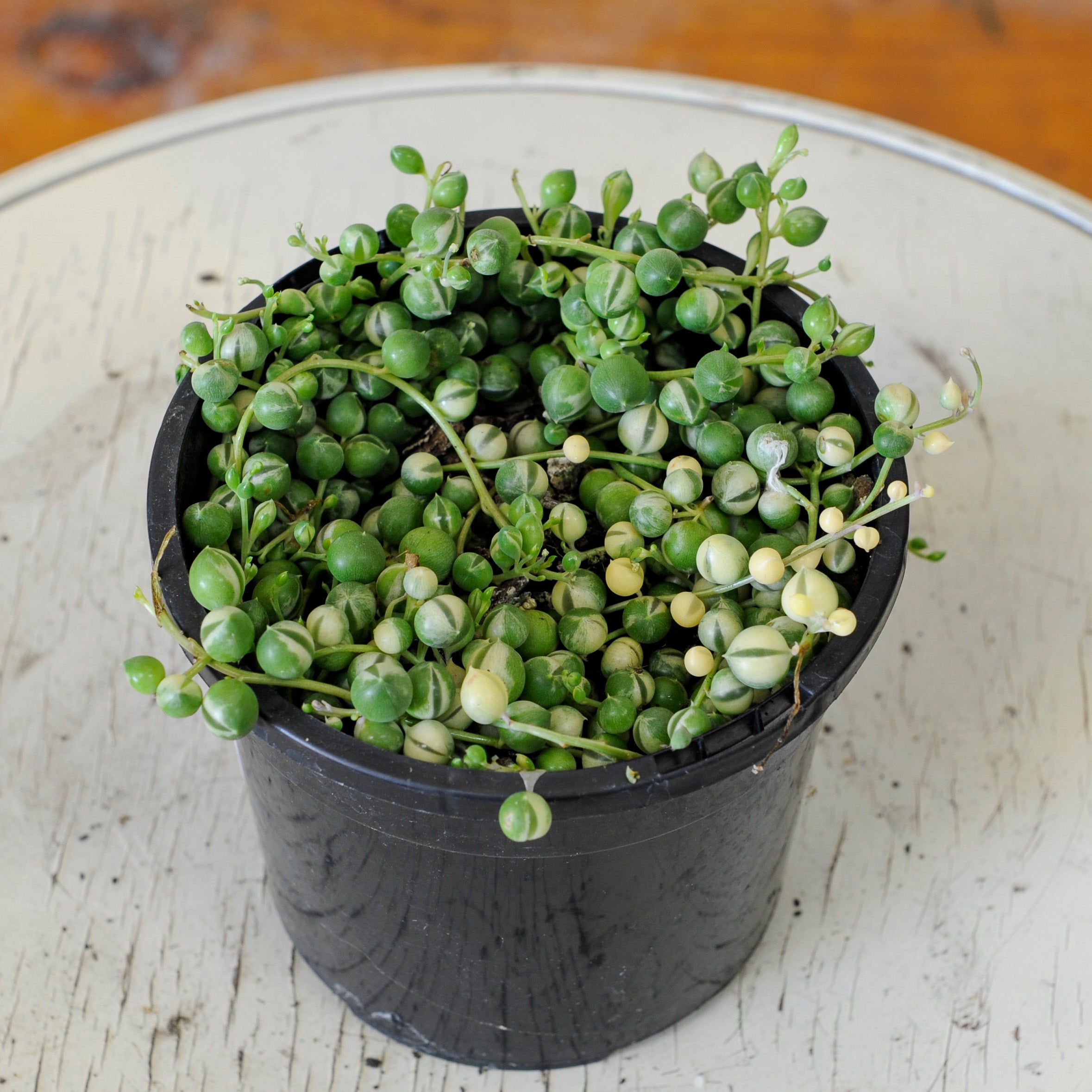 Variegated String of Pearls