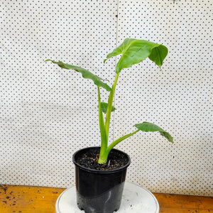 Giant Elephant Ear