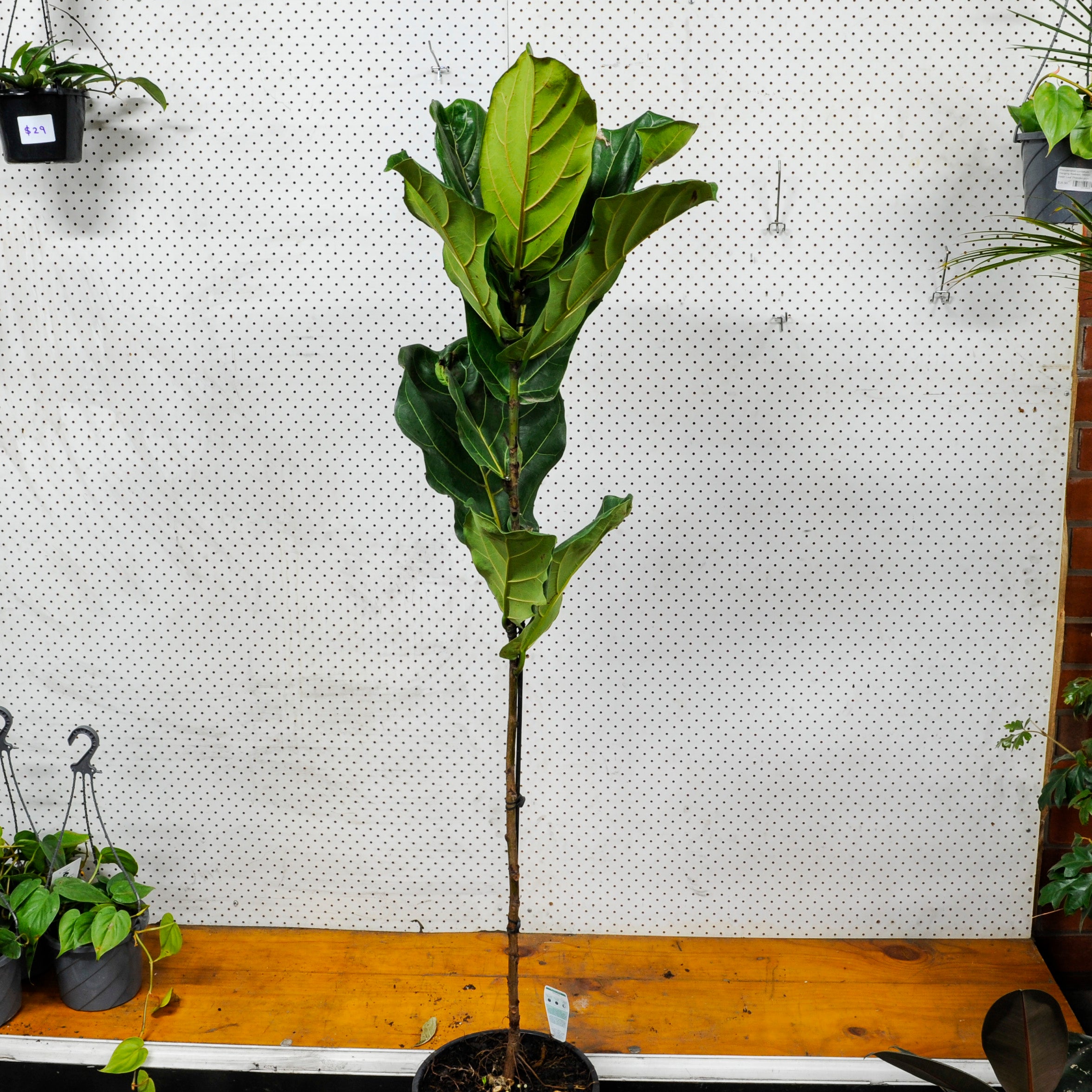 Fiddle Leaf Fig