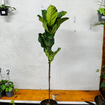 Load image into Gallery viewer, Fiddle Leaf Fig
