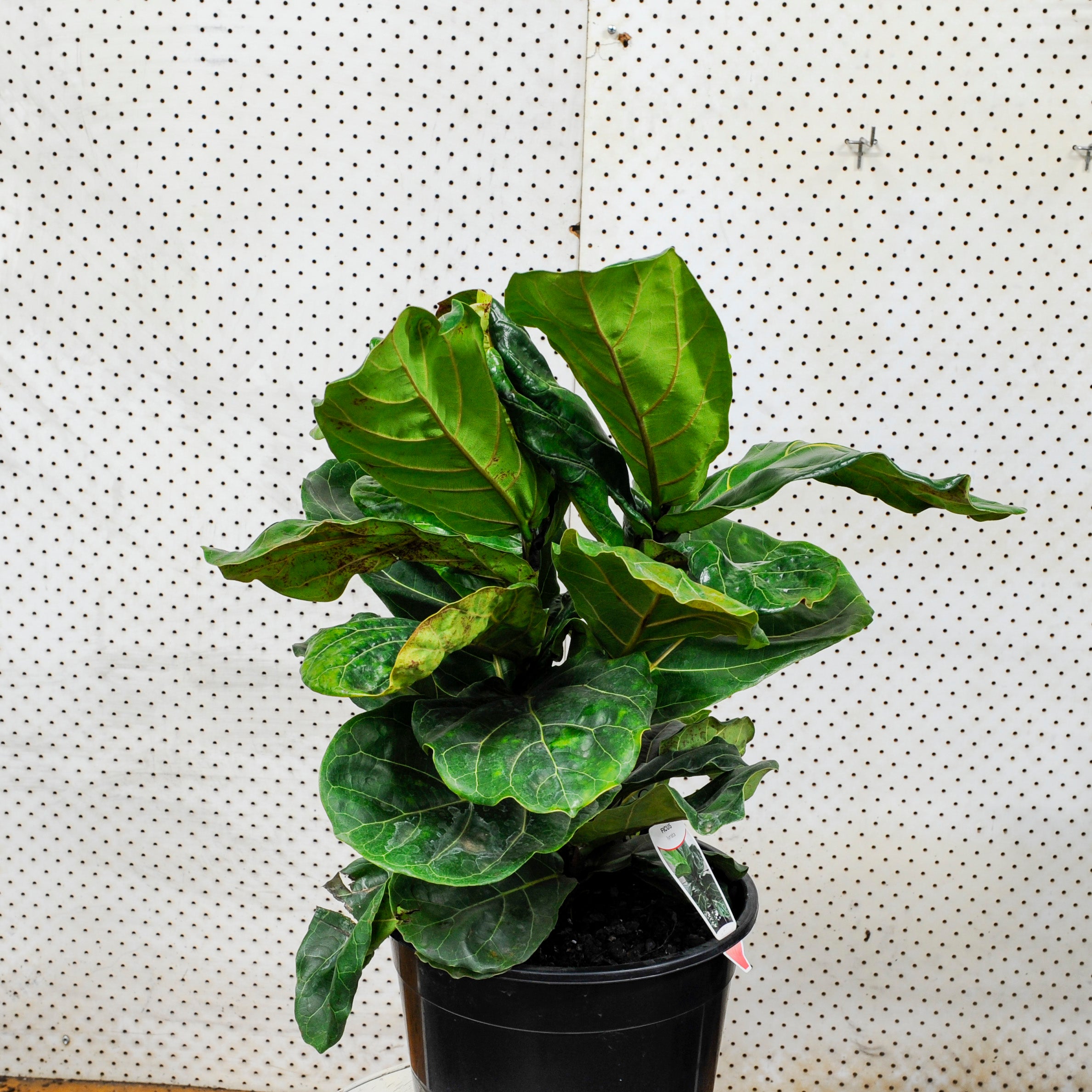 Fiddle Leaf Fig