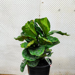 Load image into Gallery viewer, Fiddle Leaf Fig
