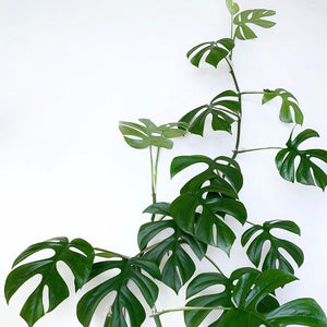 Mini Monstera