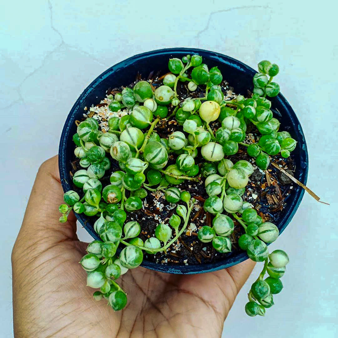 Variegated String of Pearls