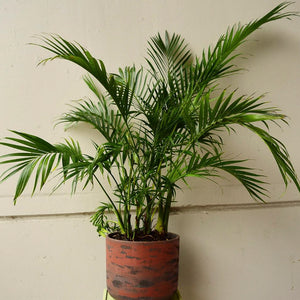 Cascade Palm