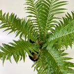 Load image into Gallery viewer, Silver Lady Fern
