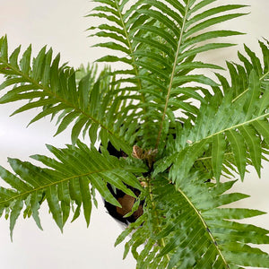 Silver Lady Fern