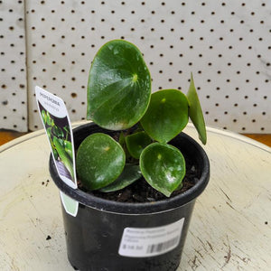 Peperomia Raindrop