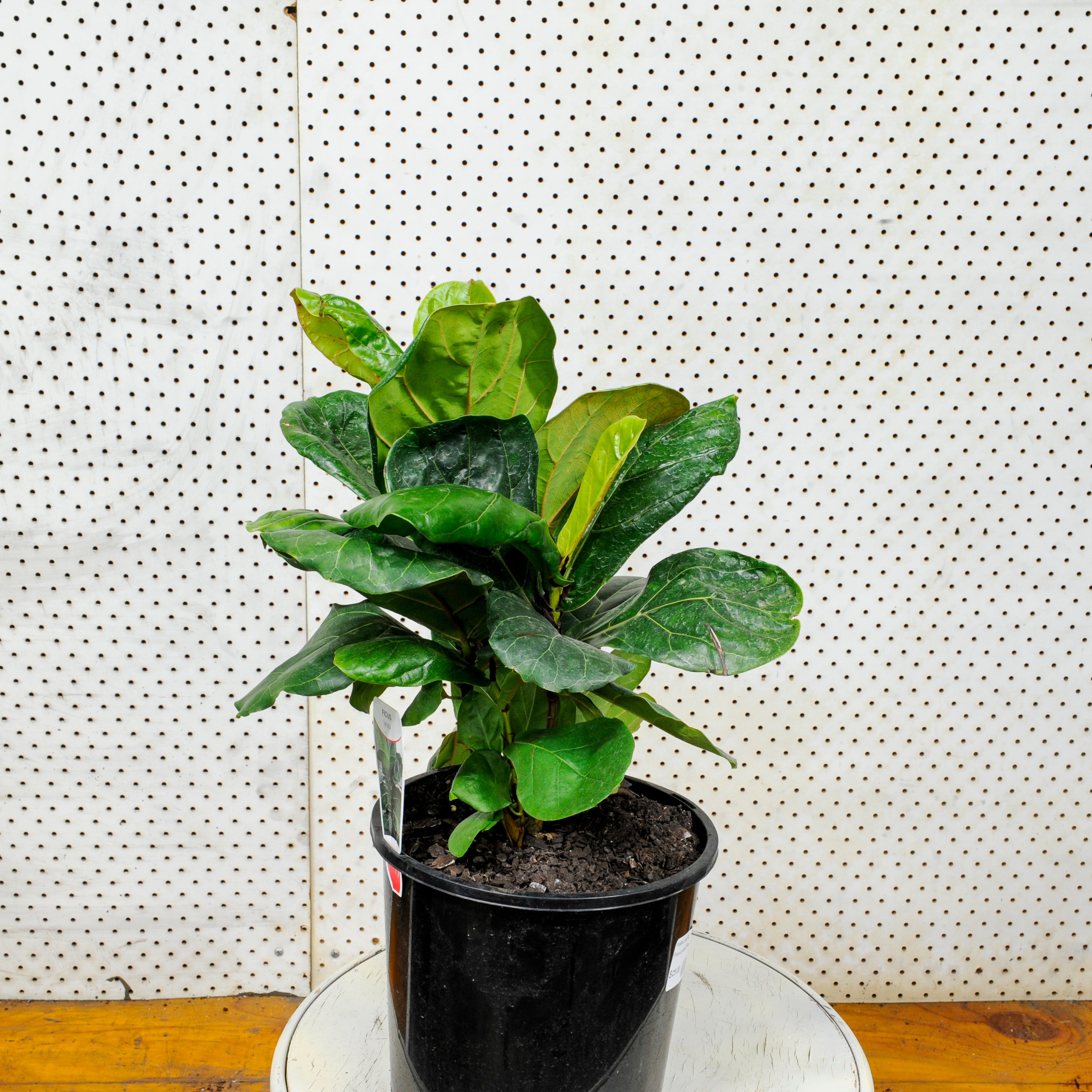 Fiddle Leaf Fig