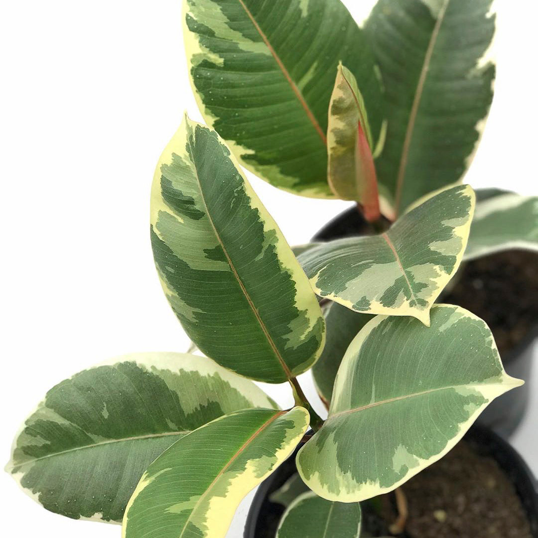 Ficus Tineke