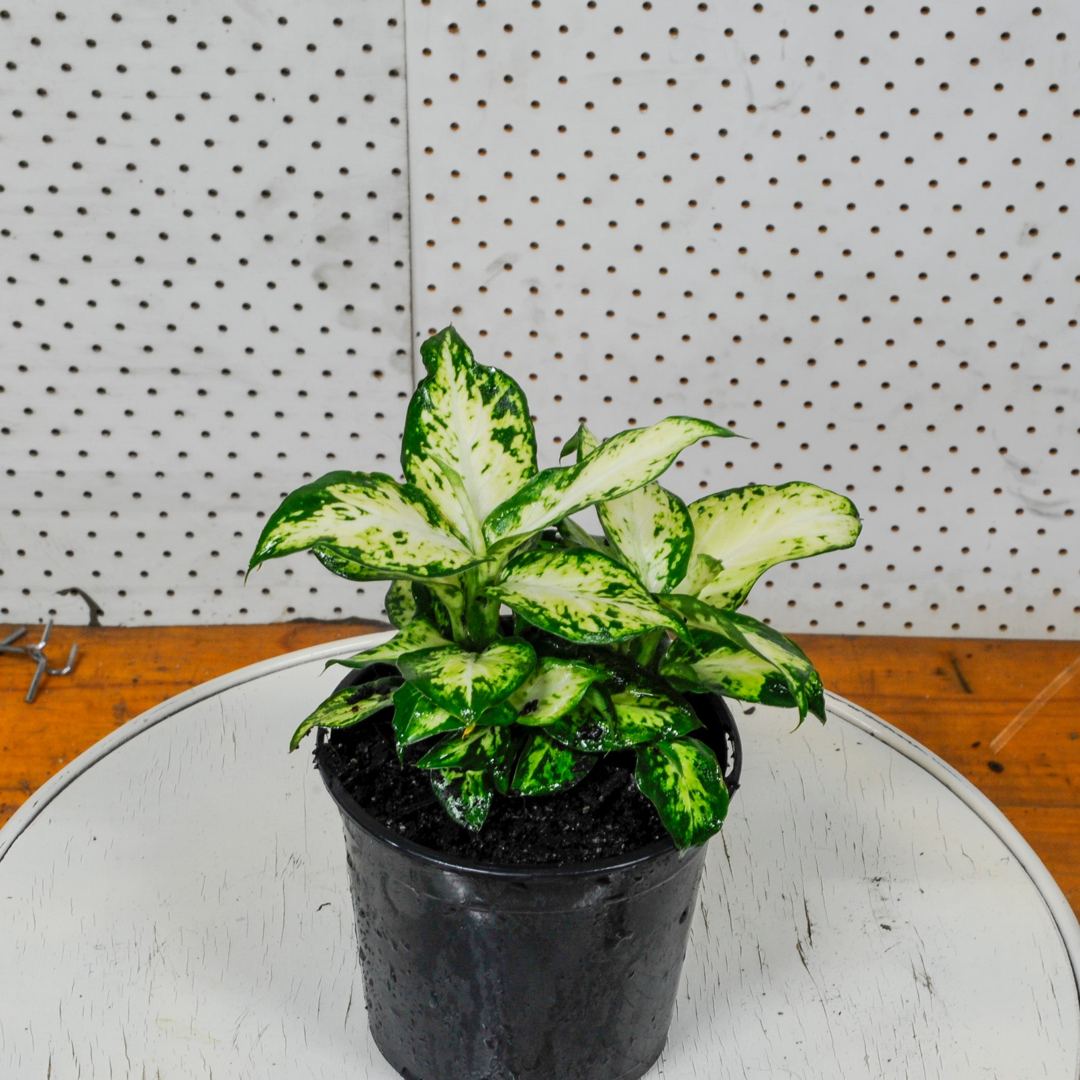 Dumb Cane 'Camille'