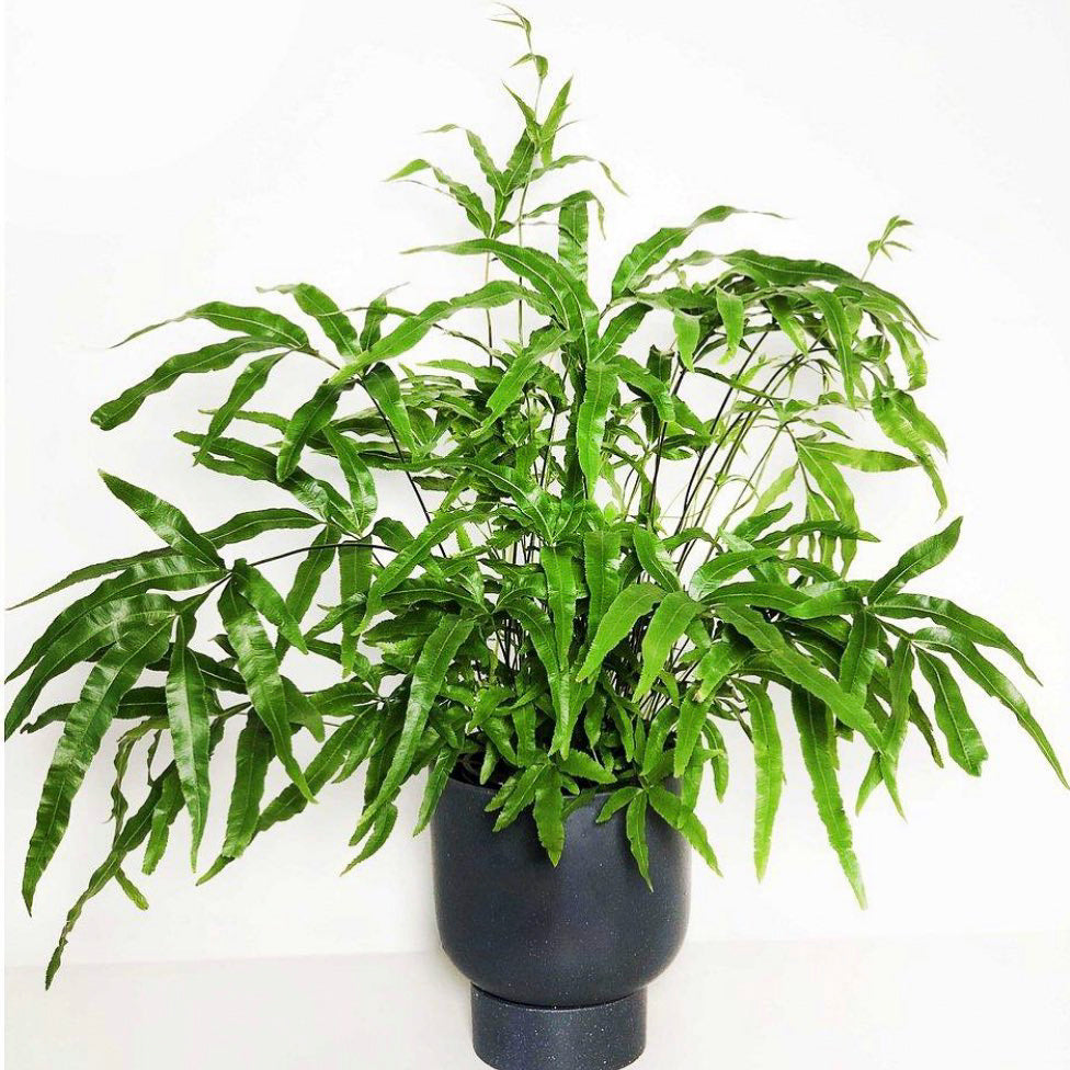 Jungle Brake Fern