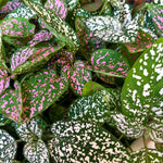 Load image into Gallery viewer, Polka Dot Plant
