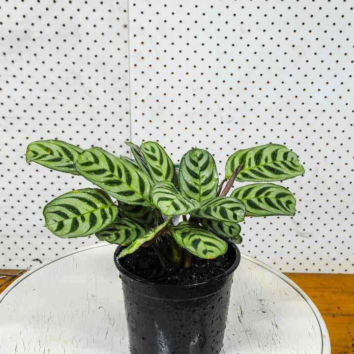 Fishbone Prayer Plant