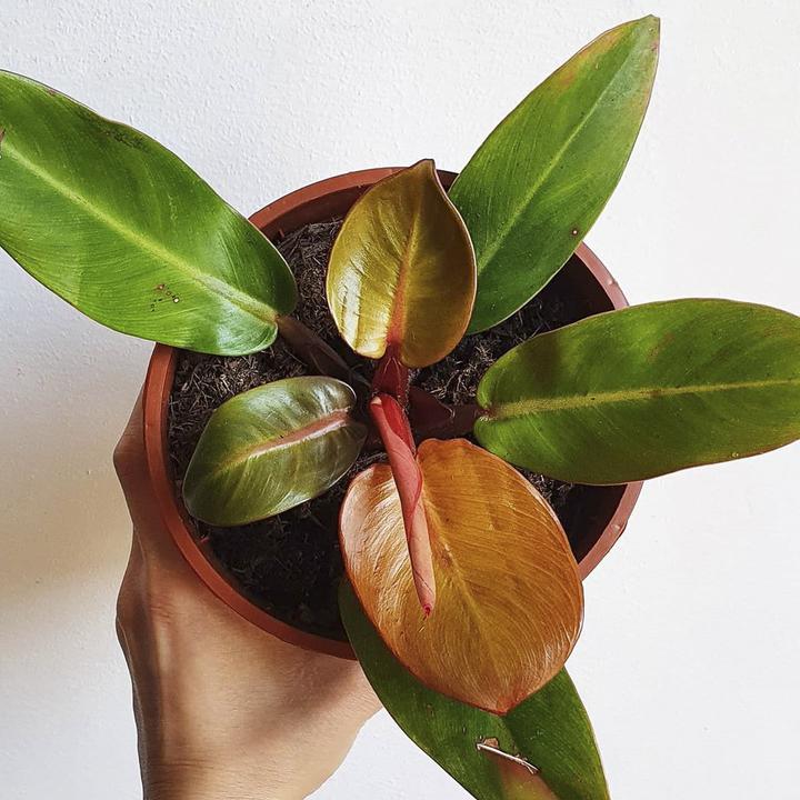 Philodendron Orange Prince