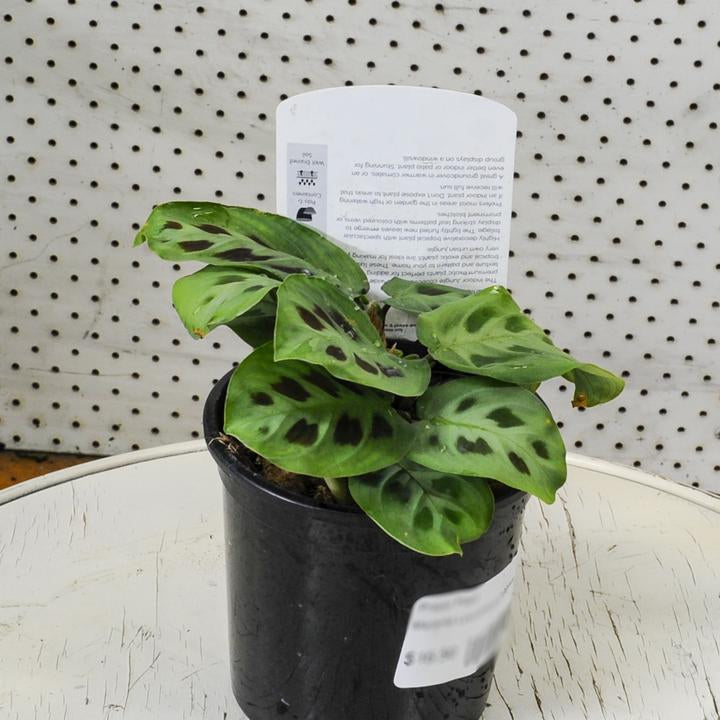 Prayer Plant