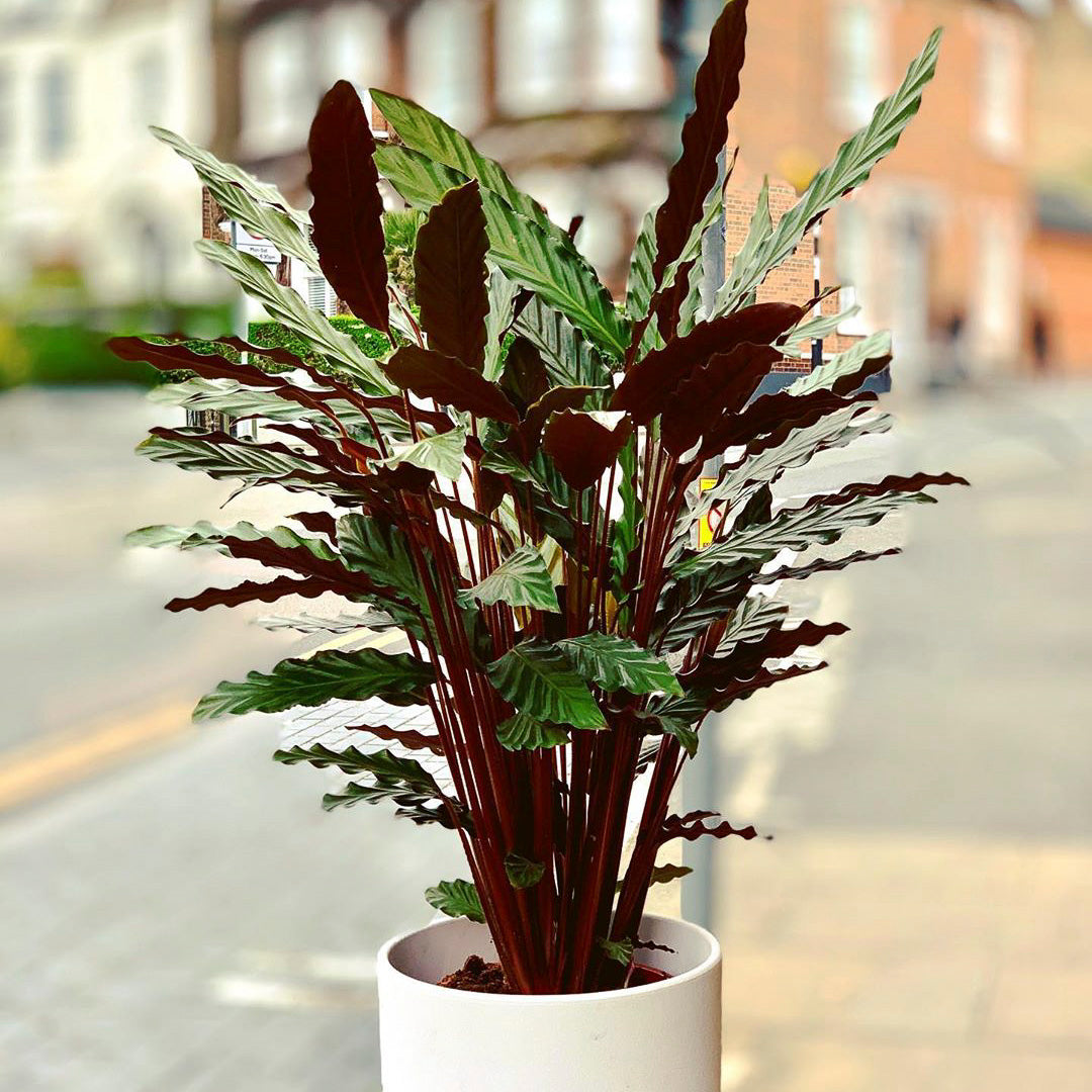 Furry feather Calathea