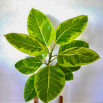 Load image into Gallery viewer, Ficus Yellow Gem
