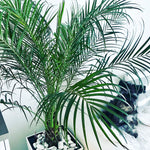 Load image into Gallery viewer, Pygmy Date Palm
