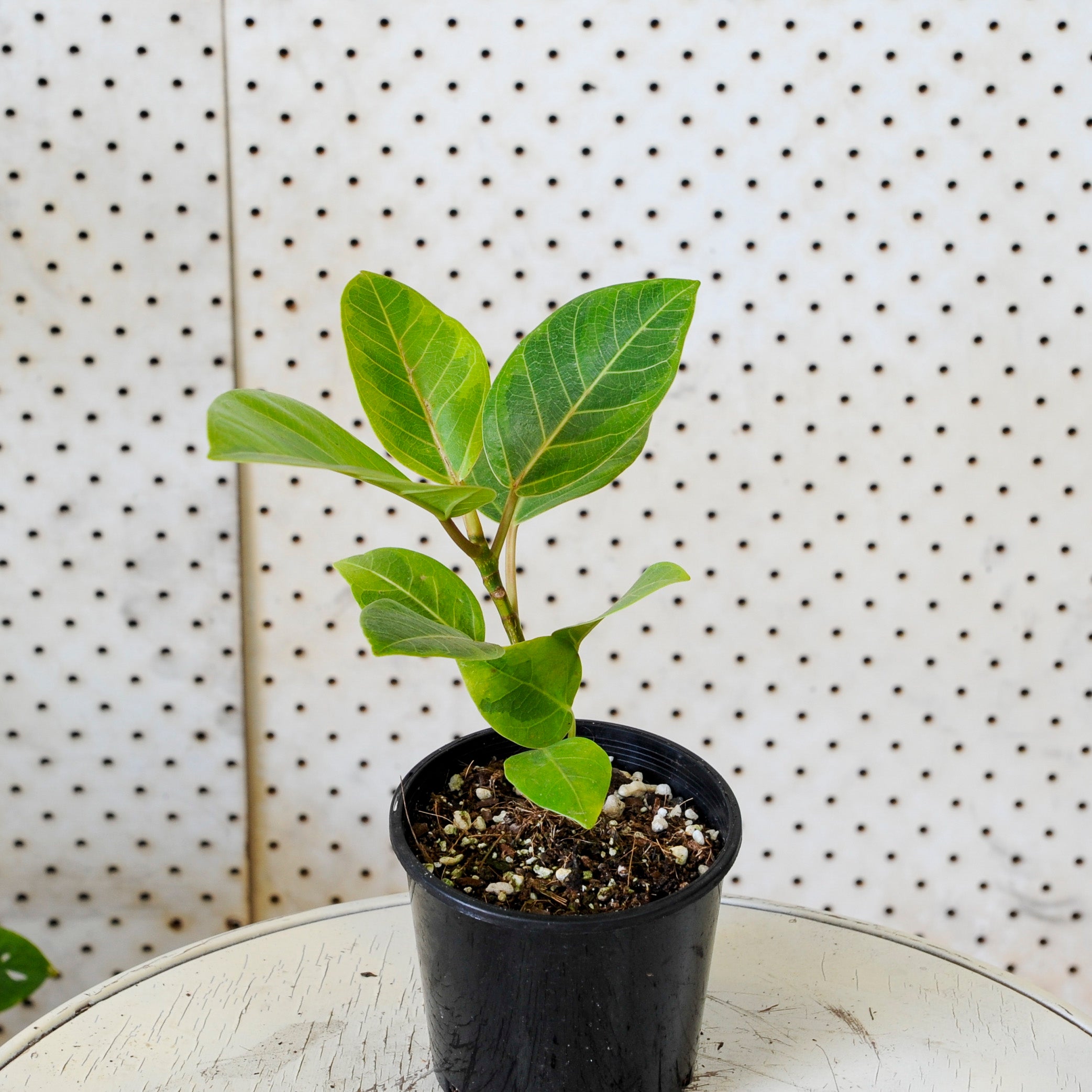 Ficus Yellow Gem