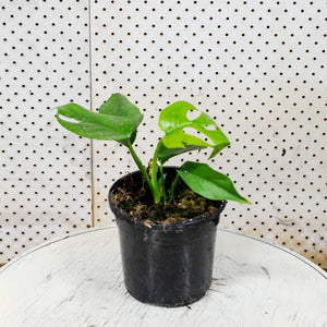 Mini Monstera