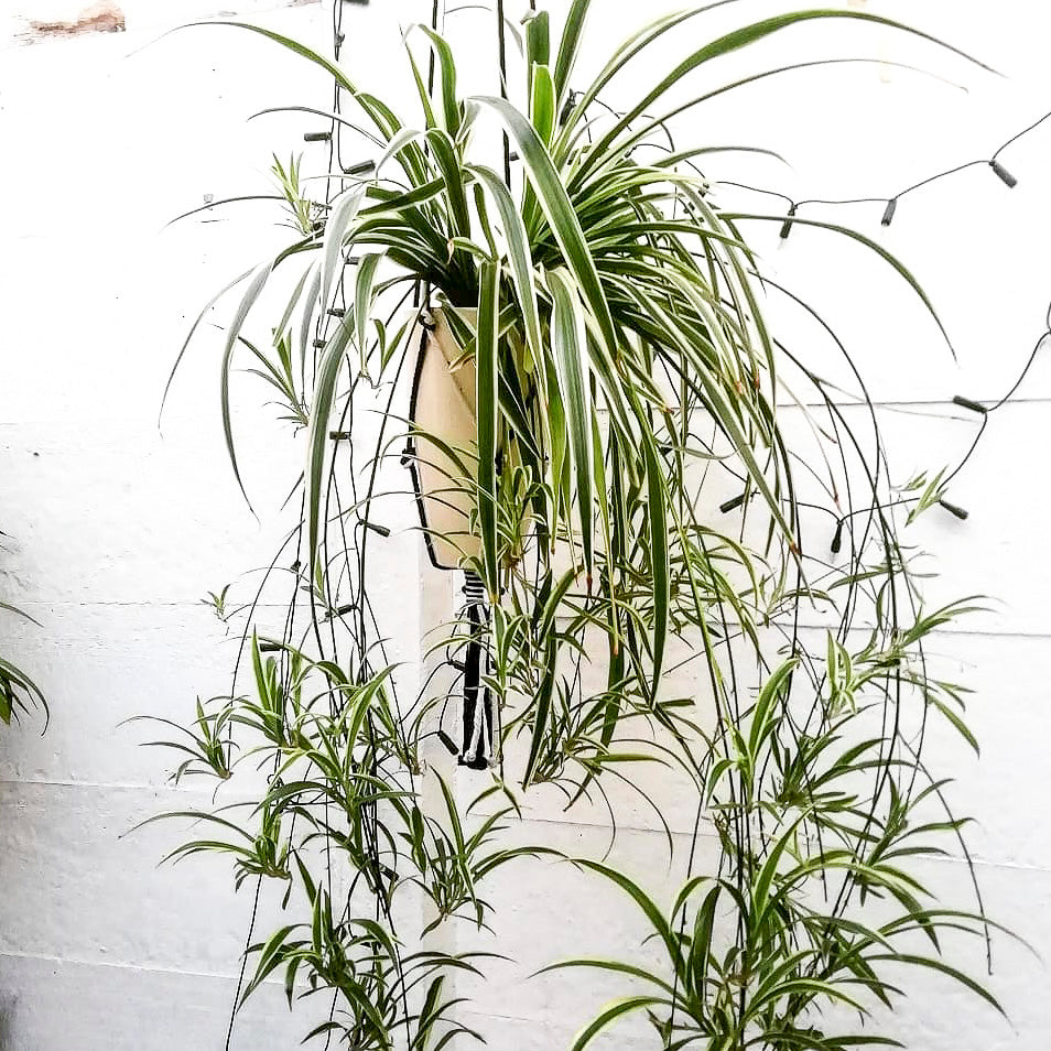 Spider Plant