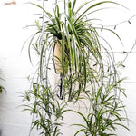 Load image into Gallery viewer, Spider Plant
