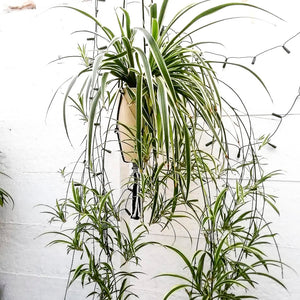 Spider Plant