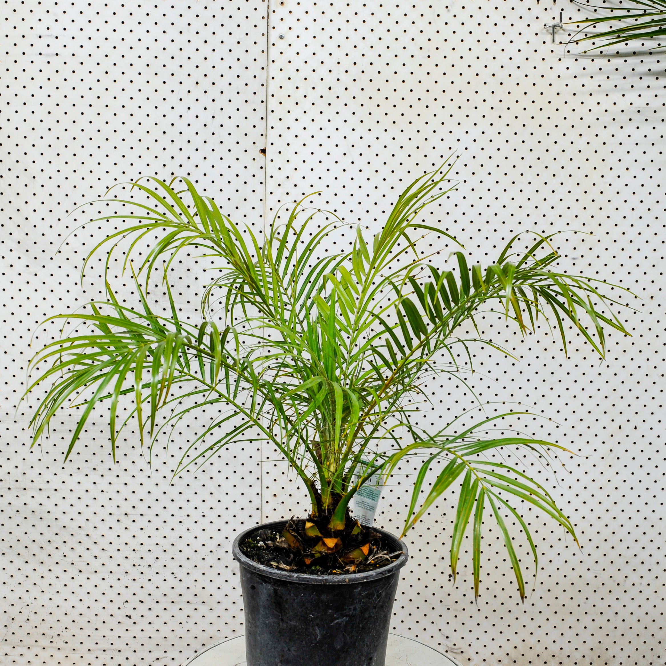 Pygmy Date Palm