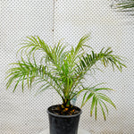 Load image into Gallery viewer, Pygmy Date Palm
