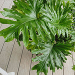 Load image into Gallery viewer, Philodendron Hope
