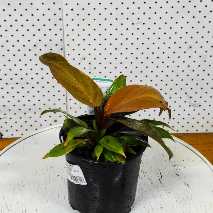 Philodendron Orange Prince