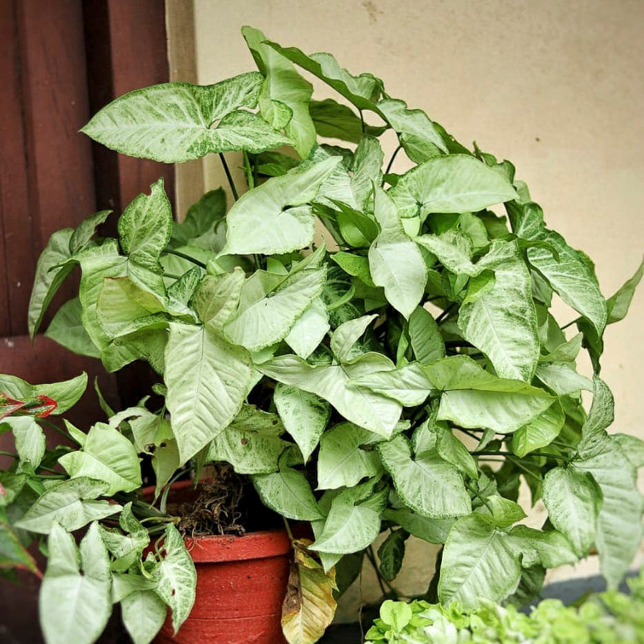 Goosefoot Plant