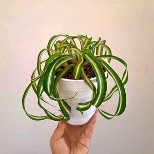 Curly Spider Plant