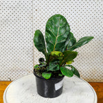 Load image into Gallery viewer, Fiddle Leaf Fig
