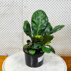 Fiddle Leaf Fig