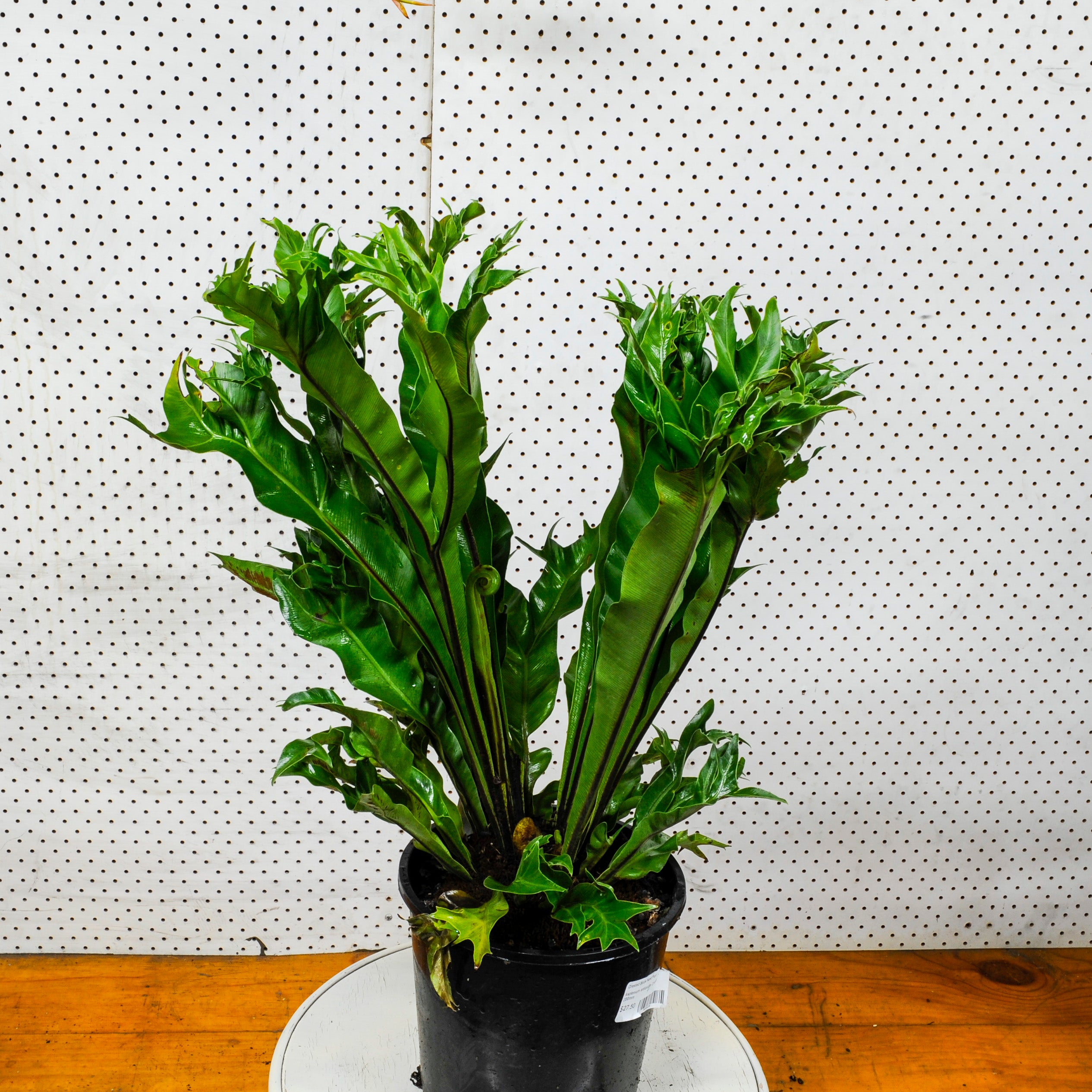 Crested Birds Nest Fern