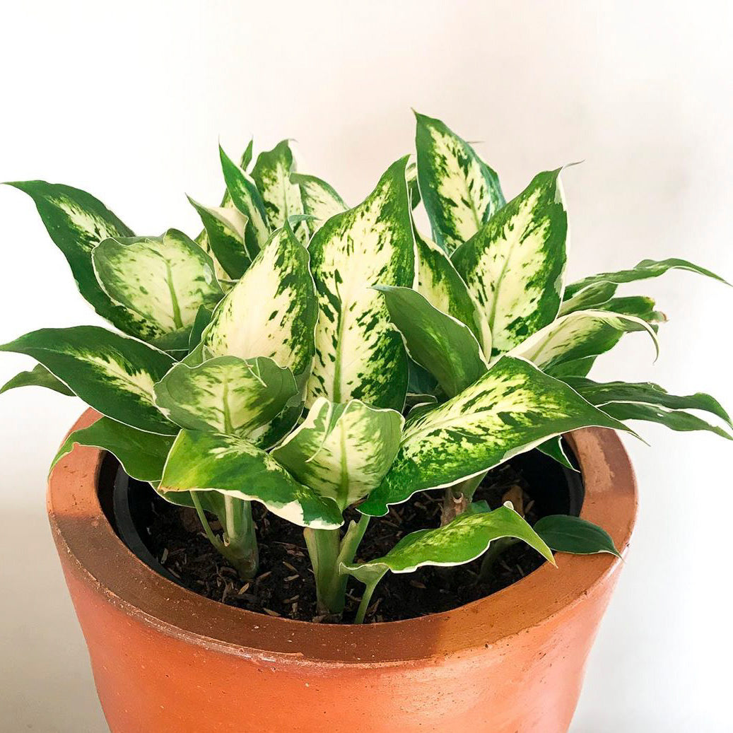 Dumb Cane 'Camille'