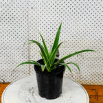 Load image into Gallery viewer, Spider Plant
