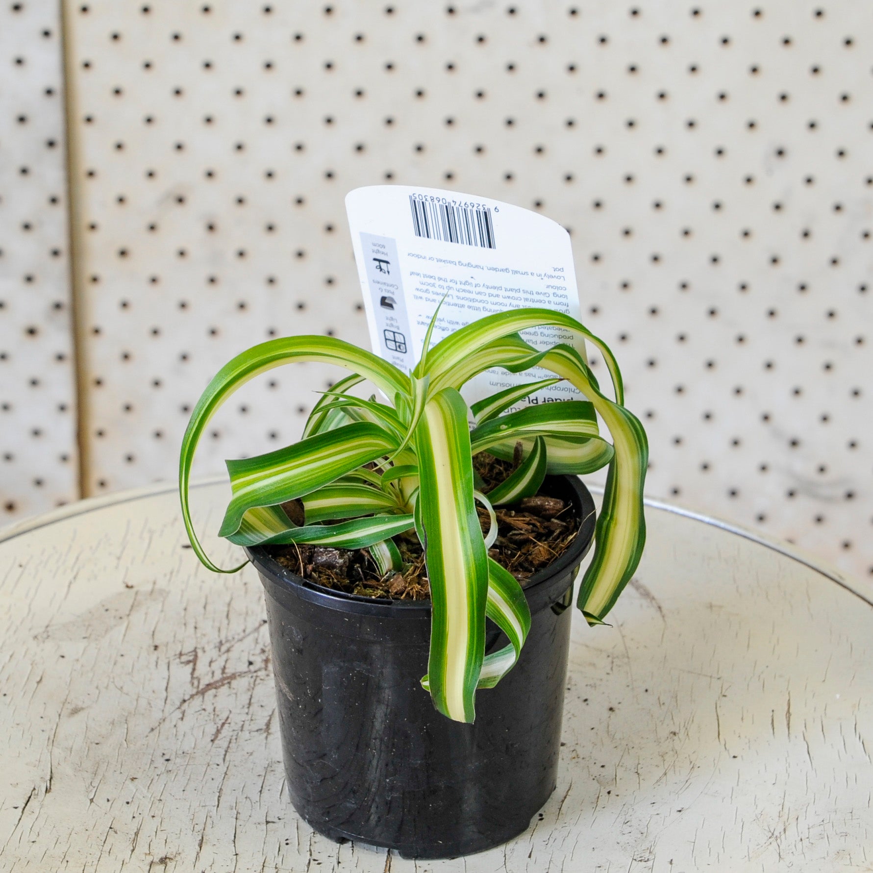 Curly Spider Plant