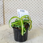 Load image into Gallery viewer, Curly Spider Plant
