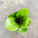 Load image into Gallery viewer, Norfolk Gem Fern
