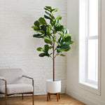 Load image into Gallery viewer, Fiddle Leaf Fig
