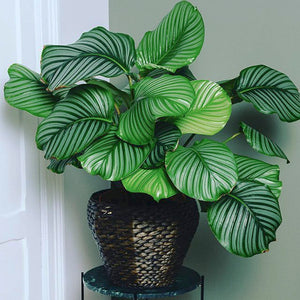 Calathea Orbifolia